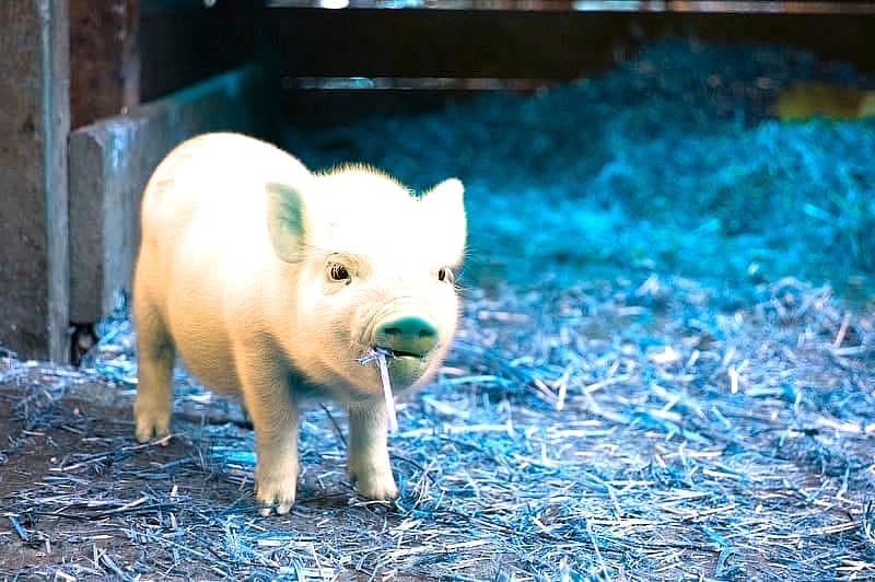 CCTV Rush Hour Spielermeinungen – Die drei Wetttypen und wie Spieler sie bewerten